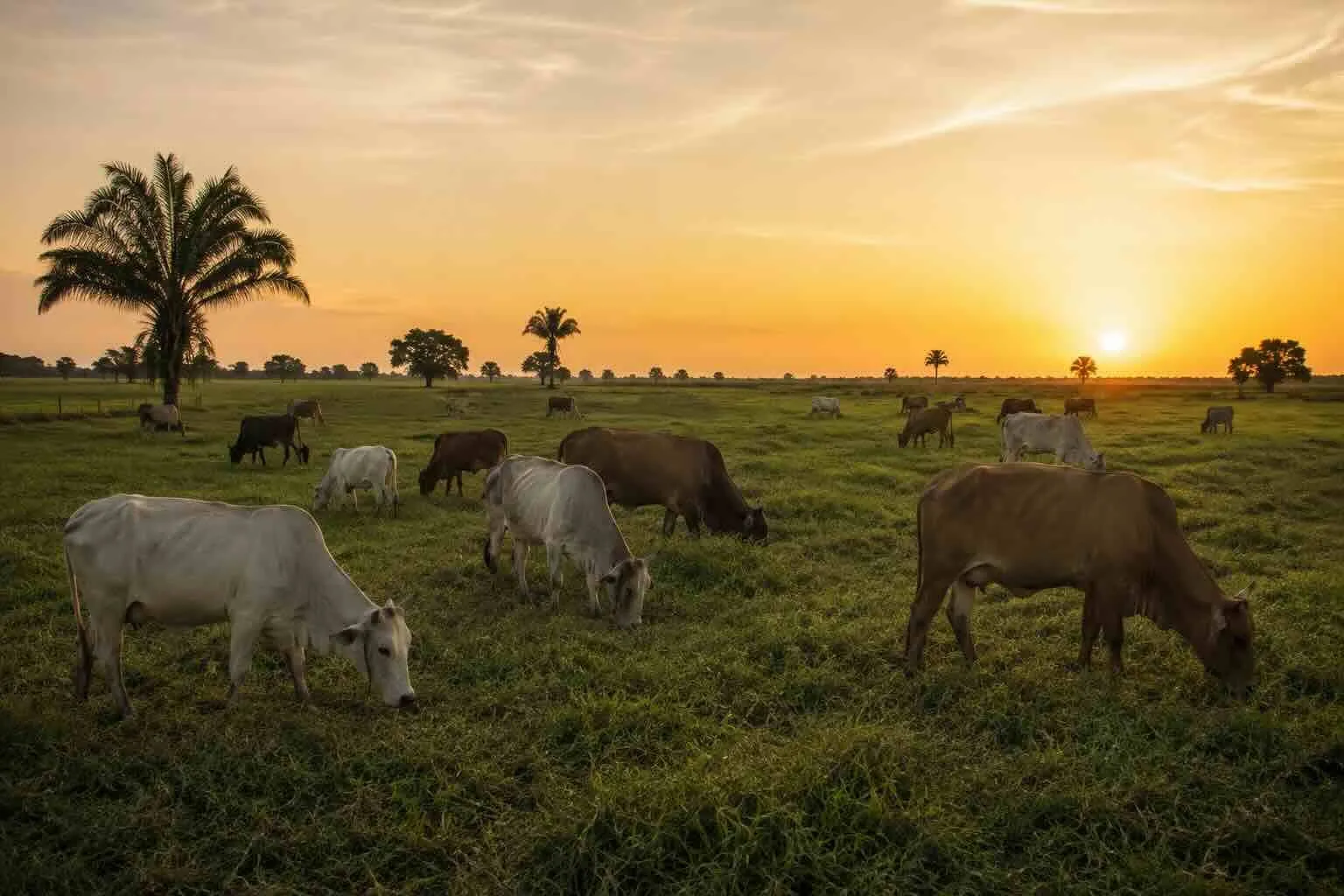 Producción de leche en Venezuela supera los 4,5 millones de litros al día